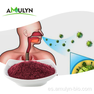 Black Elderberry Extract Powder Mejorar la inmunidad